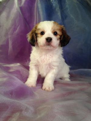Are you looking for the best teddy bear breeder?  Let Brian and Karen help find the Lhasa Bichon or Shih tzu Bichon puppy of your dreams!
